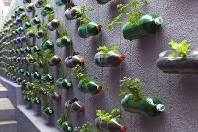 Hydroponics for Nicaraguan young entrepreneurs