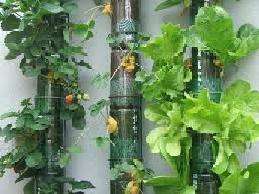 Hydroponics for Nicaragua Young Entrepreneurs