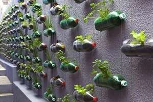 Hydroponics for Nicaragua Young Entrepreneurs