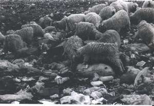 animals eating the garbage