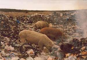 Pigs in de refuse dump of Sierra Colorada