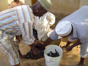 Ibrahims Fish Farming Business