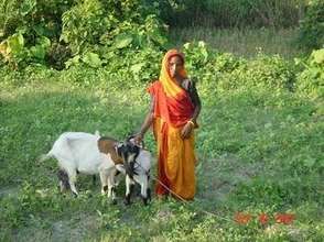 Tending her goats