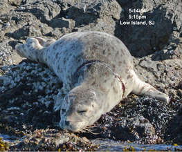 Harbor seal with plastic around neck, San Juan Isl