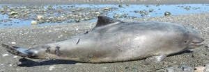 Young porpoise on N. Whidbey Isl, by Mary Jo Adams