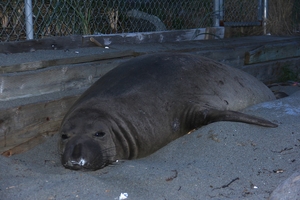 Molting Elephant seal, S. Whidbey, Florian Graner