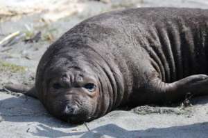 Ellie's elephant seal pup, 4 weeks old, Jill Hein