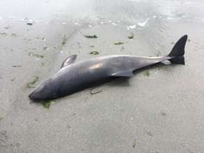 June 2018 porpoise, Whidbey Island