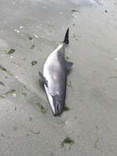June 7th Harbor porpoise stranding