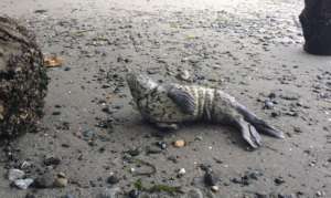 Newborn Harbor seal pup July 1st, Garry Heinrich