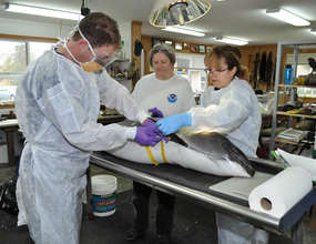 Barry, Susan and Stephanie measure the porpoise