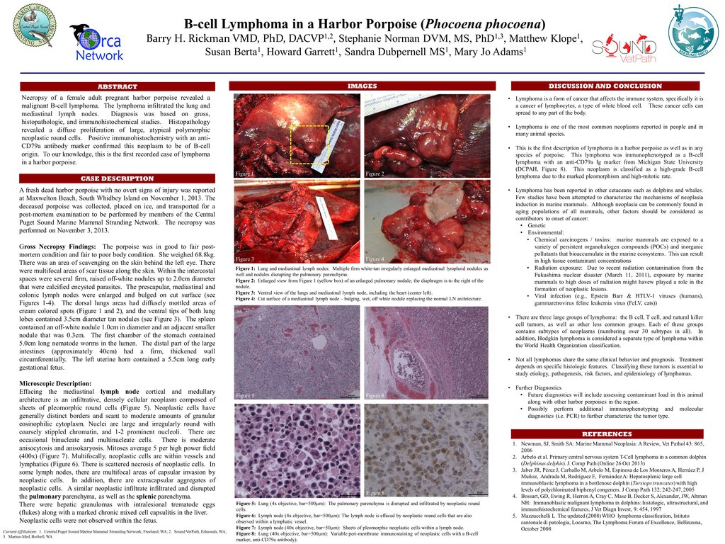 B-cell Lymphoma Porpoise scientific poster