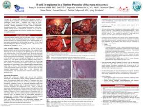 B-cell Lymphoma Porpoise scientific poster