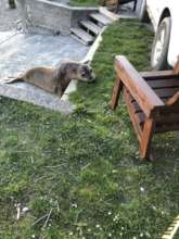 Nothing will stop Elsie from getting to the party!