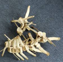 Vertebrae from Harbor Porpoise, after cleaning