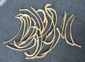 Harbor Porpoise ribs ready for rearticulation