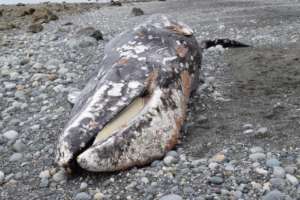 Deceased gray whale, Whidbey Isl., by Allie Hudec
