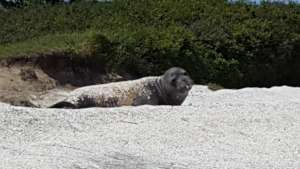 Male Elephant seal Ellison this summer - Baby Isl.