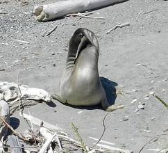 Lagoon Pt. Elephant seal pup, May 20, S Dubpernell