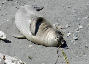 Lagoon Pt. Elephant seal pup, May 20, S.Dubpernell