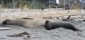 Ellie the Elephant Seal and pup Ellison, Jill Hein