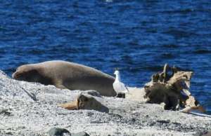 Ellison, Elephant Seal Pup, by Jeff Harris, NOAA