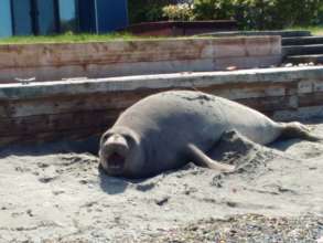 Ellie the Elephant Seal, photo by Nicole Luce