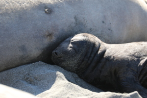 New pup snuggled next to Mom, by Jill Hein
