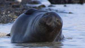 Ellison the Elephant Seal, by Kelly Post