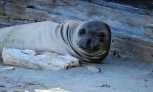 Ellison the Elephant seal pup, May 5, the Wegners