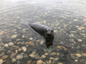 Elsie,Oct. 2018, San Juan Islands,by San Juan MMSN