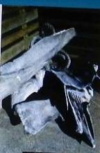 Fin whale skull - new specimen for Whale Center
