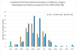 NOAA chart comparing 2019 UME to 1999/2000 UME's