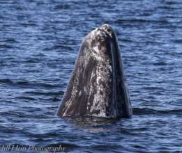 Gray whale#185, new to N.Puget Sound 2018, J.Hein