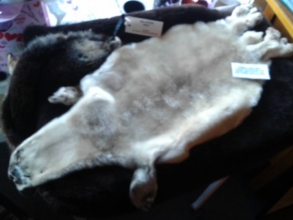 Seal pup & Sea otter pelts at Langley Whale Center