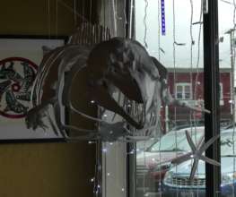 Meet Maxine the Harbor Porpoise!