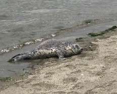 Seal pup on Mutiny Bay, July 4th