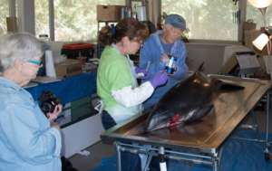 Porpoise Necropsy with the CPSMMSN Team