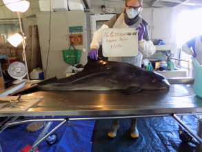 Porpoise Necropsy, on new necropsy table