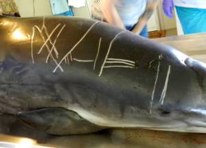 Here are highlighted net marks on this porpoise