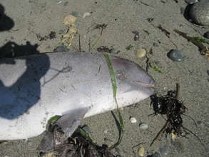 Fisheries Interaction - net marks on Porpoise