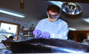 Porpoise Necropsy, with Dr Barry Rickman
