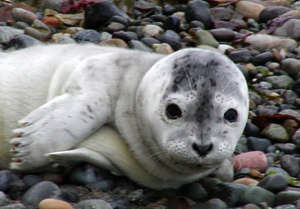 Seal pup