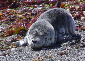 Healthy seal pup napping on the beach