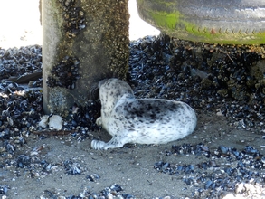 Seal pup near Coupeville, WA by Sandra Dubpernell