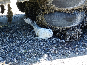 Seal pup near Freeland, WA by Sandra Dubpernell