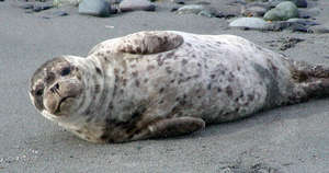 Healthy seal pup near ferry, by Sandy Dubpernell