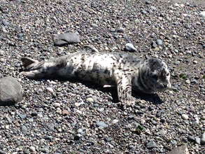 Healthy seal pup on an island near us, by Veronica