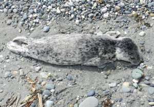 Harbor Seal pup, photo by Sandra Dubpernell