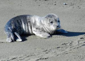 Harbor seal pup, photo by Sandra Dubpernell